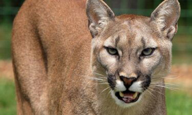 Mountain Lion