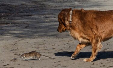 A brown rat crawls through trash at Union Station Plaza in Washington