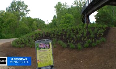 Bachman West and the Bachman's team have partnered with the zoo to bring awareness to the important role of the state's native pollinators. Last week